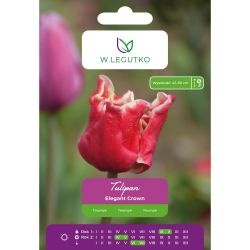 Tulipan Elegant Crown biało-czerwony 4szt. - Cebule i Kłącza - W. Legutko Tulipan Elegant Crown biało-czerwony 4szt. - Cebule i Kłącza - W. Legutko