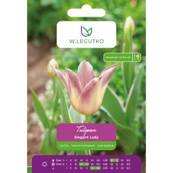 Tulipan Elegant Lady różowo-kremowy 5szt. - Cebule i Kłącza - W. Legutko Tulipan Elegant Lady różowo-kremowy 5szt. - Cebule i Kłącza - W. Legutko