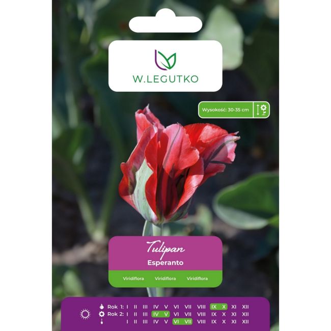 Tulipan - Esperanto - Viridiflora - czerwony - 4szt. - Cebule i Kłącza - W. Legutko