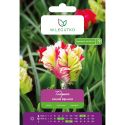Tulipan Estella Rijnveld czerwono-biały 4szt. - Cebule i Kłącza - W. Legutko