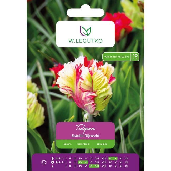 Tulipan - Estella Rijnveld - Papuzi - czerwono-biały - 4szt. - Cebule i Kłącza - W. Legutko