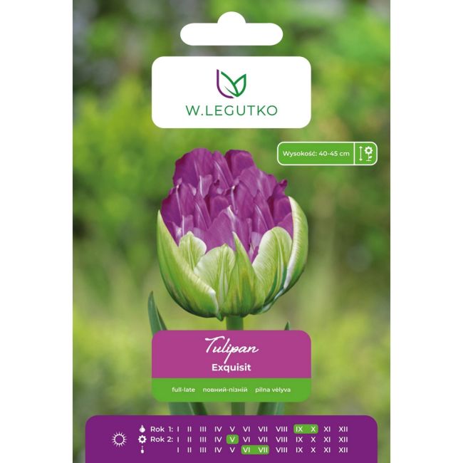Tulipan - Exquisit - późny - pełny - zielono-fioletowy - 4szt. - Cebule i Kłącza - W. Legutko