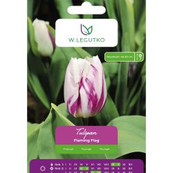 Tulipan Flaming Flag fioletowo-biały 5szt. - Cebule i Kłącza - W. Legutko Tulipan Flaming Flag fioletowo-biały 5szt. - Cebule i Kłącza - W. Legutko
