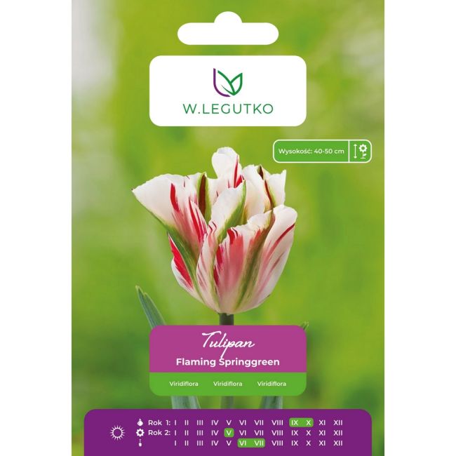 Tulipan - Flaming Springgreen - Viridiflora - czerwono-biały - 4szt. - Cebule i Kłącza - W. Legutko