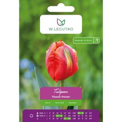 Tulipan Flower Power pomarańczowy 4szt. - Cebule i Kłącza - W. Legutko Tulipan Flower Power pomarańczowy 4szt. - Cebule i Kłącza - W. Legutko