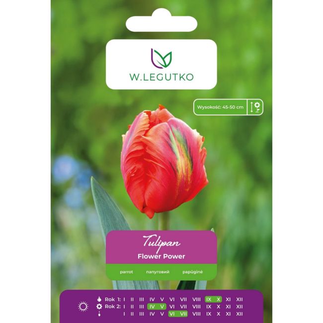 Tulipan - Flower Power - papuzi - pomarańczowy - 4szt. - Cebule i Kłącza - W. Legutko