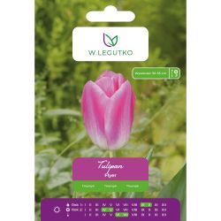 Tulipan Flyer różowy z żółtym dnem 5szt. - Cebule i Kłącza - W. Legutko Tulipan Flyer różowy z żółtym dnem 5szt. - Cebule i Kłącza - W. Legutko