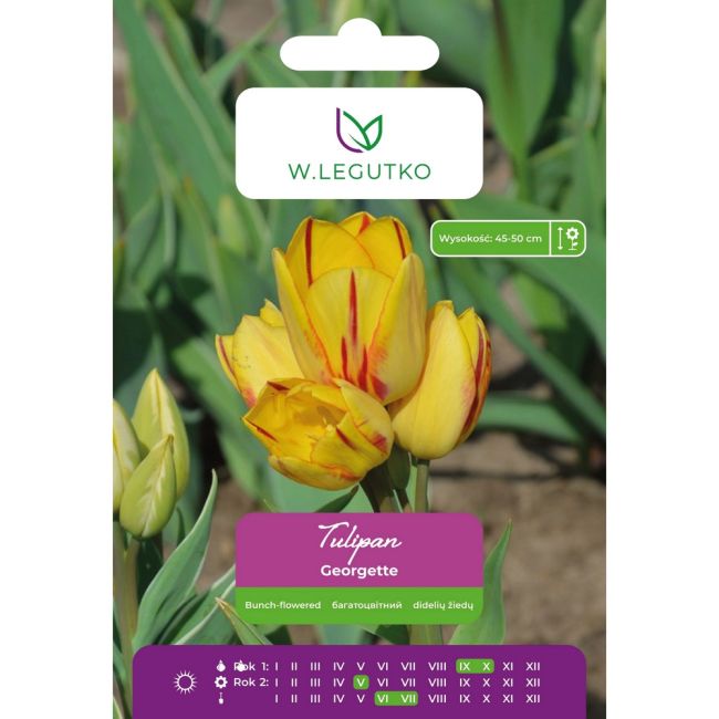Tulipan - Georgette - wielokwiatowy - żółty - 4szt. - Cebule i Kłącza - W. Legutko