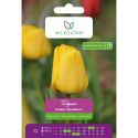 Tulipan - Golden Apeldoorn - mieszańce Darwina - żółty - 5szt. - Cebule i Kłącza - W. Legutko