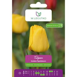 Tulipan Golden Apeldoorn żółty 5szt. - Cebule i Kłącza - W. Legutko Tulipan Golden Apeldoorn żółty 5szt. - Cebule i Kłącza - W. Legutko