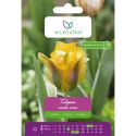 Tulipan - Golden Artist - Viridiflora - złotopomarańczowy - 4szt. - Cebule i Kłącza - W. Legutko