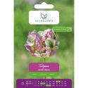 Tulipan Green Wave zielono-różowy 4szt. - Cebule i Kłącza - W. Legutko