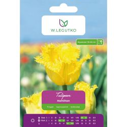 Tulipan Hamilton żółty 4szt. - Cebule i Kłącza - W. Legutko Tulipan Hamilton żółty 4szt. - Cebule i Kłącza - W. Legutko