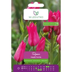 Tulipan Happy Family różowy 4szt. - Cebule i Kłącza - W. Legutko Tulipan Happy Family różowy 4szt. - Cebule i Kłącza - W. Legutko