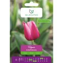 Tulipan - Holland Beauty - Triumph - różowy - 5szt. - Cebule i Kłącza - W. Legutko