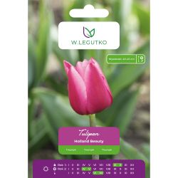 Tulipan Holland Beauty różowy 5szt. - Cebule i Kłącza - W. Legutko Tulipan Holland Beauty różowy 5szt. - Cebule i Kłącza - W. Legutko