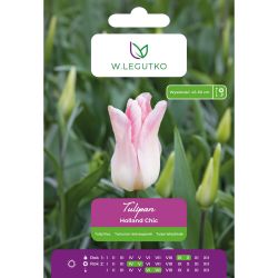 Tulipan Holland Chic biało-różowy 5szt. - Cebule i Kłącza - W. Legutko Tulipan Holland Chic biało-różowy 5szt. - Cebule i Kłącza - W. Legutko