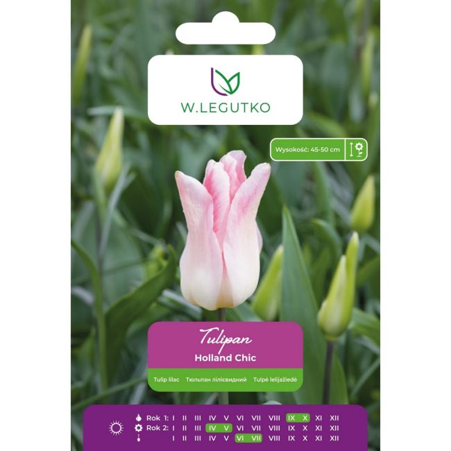Tulipan - Holland Chic - liliokształny - biały z różowymi smugami - 5szt. - Cebule i Kłącza - W. Legutko