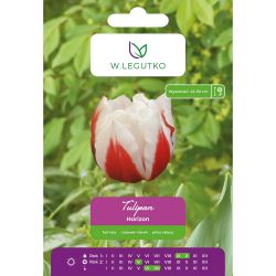 Tulipan Horizon biało-czerwony 5szt. - Cebule i Kłącza - W. Legutko