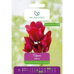 Tulipan Inferno czerwony 4szt. - Cebule i Kłącza - W. Legutko Tulipan Inferno czerwony 4szt. - Cebule i Kłącza - W. Legutko
