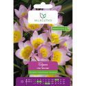 Tulipan botaniczny - Lilac Wonder -  purpuroworóżowy - 5szt. - Cebule i Kłącza - W. Legutko
