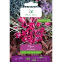 Tulipan botaniczny - Little Beauty - purpurowy - 5szt. - Cebule i Kłącza - W. Legutko