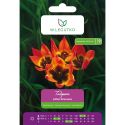 Tulipan botaniczny - Little Princess -  pomarańczowy - 5szt. - Cebule i Kłącza - W. Legutko