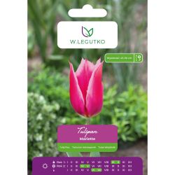 Tulipan Mariette różowy 5szt. - Cebule i Kłącza - W. Legutko