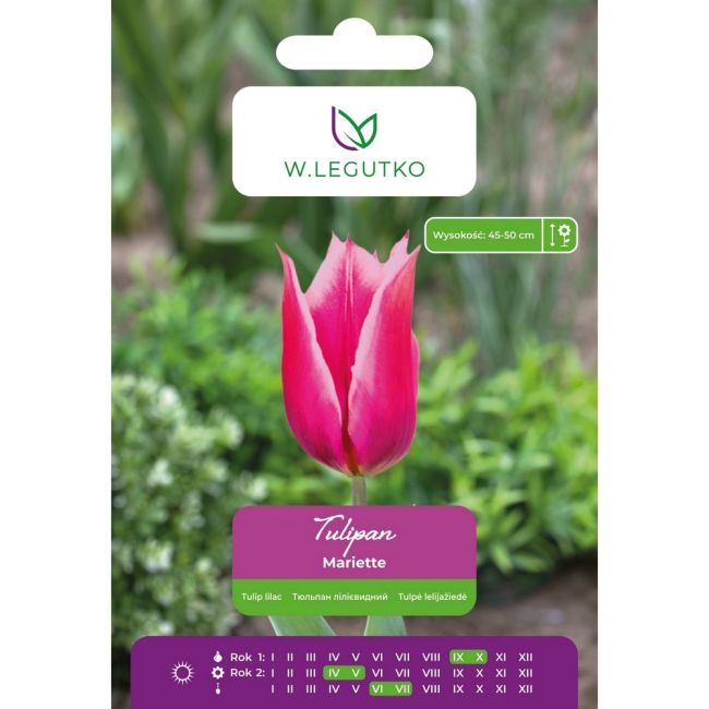 Tulipan - Mariette - liliokształtny - różowy - 5szt. - Cebule i Kłącza - W. Legutko