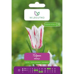Tulipan Marilyn czerwono-biały 5szt. - Cebule i Kłącza - W. Legutko Tulipan Marilyn czerwono-biały 5szt. - Cebule i Kłącza - W. Legutko