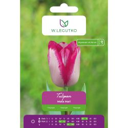 Tulipan Mata Hari biały z różową obw. 5szt. - Cebule i Kłącza - W. Legutko Tulipan Mata Hari biały z różową obw. 5szt. - Cebule i Kłącza - W. Legutko