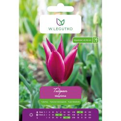 Tulipan Maytime fioletowy 5szt. - Cebule i Kłącza - W. Legutko