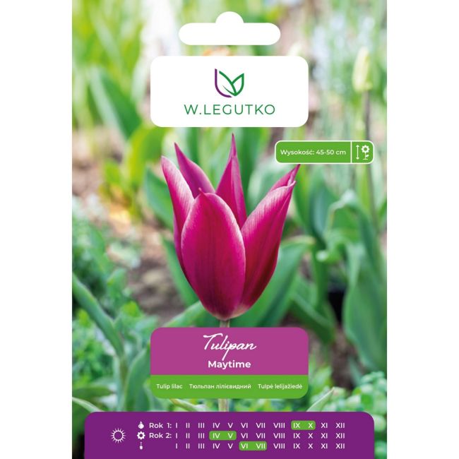 Tulipan - Maytime - liliokształtny - fioletowy - 5szt. - Cebule i Kłącza - W. Legutko