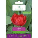 Tulipan Miranda czerwony 5szt. - Cebule i Kłącza - W. Legutko