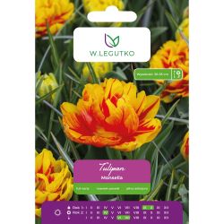 Tulipan Monsella czerwono-żółty 5szt. - Cebule i Kłącza - W. Legutko Tulipan Monsella czerwono-żółty 5szt. - Cebule i Kłącza - W. Legutko