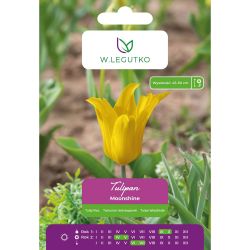 Tulipan Moonshine żółty 5szt. - Cebule i Kłącza - W. Legutko Tulipan Moonshine żółty 5szt. - Cebule i Kłącza - W. Legutko