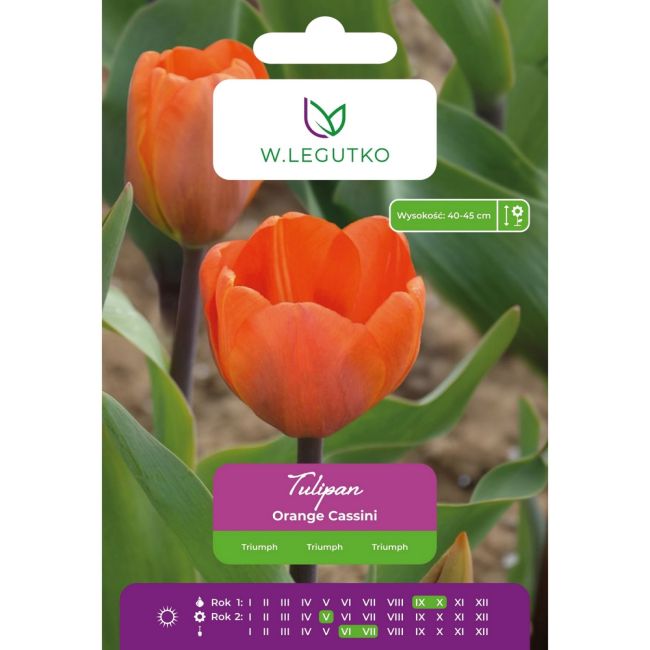 Tulipan - Orange Cassini - Triumph - pomarańczowy - 5szt. - Cebule i Kłącza - W. Legutko