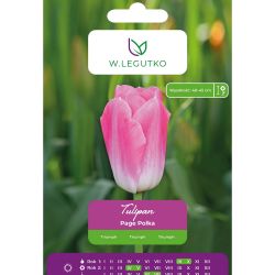Tulipan Page Polka biało-różowy 5szt. - Cebule i Kłącza - W. Legutko Tulipan Page Polka biało-różowy 5szt. - Cebule i Kłącza - W. Legutko