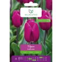 Tulipan Passionale purpurowy 5szt. - Cebule i Kłącza - W. Legutko