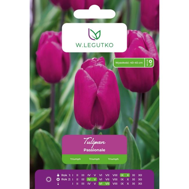 Tulipan - Passionale - Triumph - purpurowy - 5szt. - Cebule i Kłącza - W. Legutko