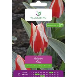 Tulipan Plaisir szkarłatno-żółty 5szt. - Cebule i Kłącza - W. Legutko Tulipan Plaisir szkarłatno-żółty 5szt. - Cebule i Kłącza - W. Legutko