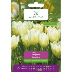 Tulipan Purissima biały 5szt. - Cebule i Kłącza - W. Legutko Tulipan Purissima biały 5szt. - Cebule i Kłącza - W. Legutko