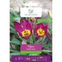 Tulipan botaniczny - Persian Pearl -  różowy - 5szt. - Cebule i Kłącza - W. Legutko