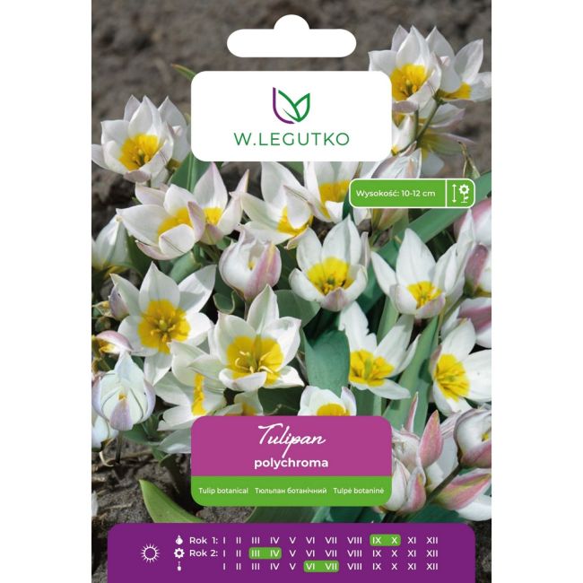 Tulipan botaniczny - Polychroma -  biały na zew. zielonofioletowy - 5szt. - Cebule i Kłącza - W. Legutko