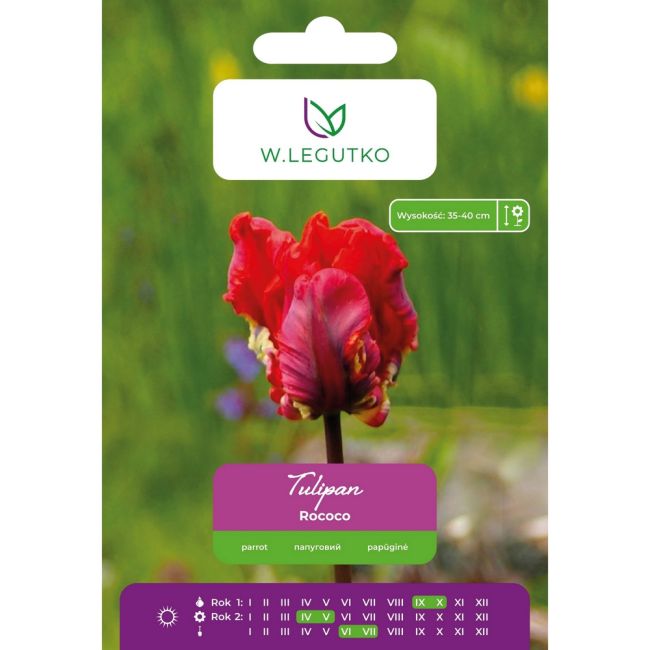 Tulipan - Rococo - Papuzi - czerwony - 4szt. - Cebule i Kłącza - W. Legutko
