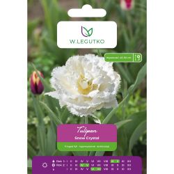 Tulipan Snow Crystal biały 4szt. - Cebule i Kłącza - W. Legutko Tulipan Snow Crystal biały 4szt. - Cebule i Kłącza - W. Legutko