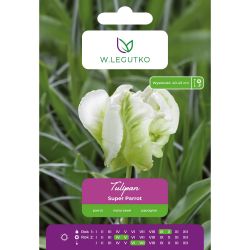 Tulipan Super Parrot biały 4szt. - Cebule i Kłącza - W. Legutko Tulipan Super Parrot biały 4szt. - Cebule i Kłącza - W. Legutko