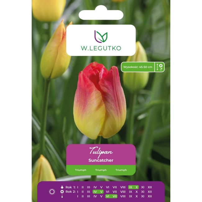 Tulipan - Suncatcher - Triumph - żółto-czerwony - 4szt. - Cebule i Kłącza - W. Legutko