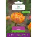 Tulipan Sun Lover żółty 5szt. - Cebule i Kłącza - W. Legutko