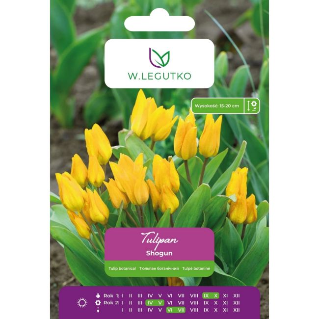 Tulipan botaniczny - Shogun - wielokwiatowy - żółtopomarańczowy - 5szt. - Cebule i Kłącza - W. Legutko